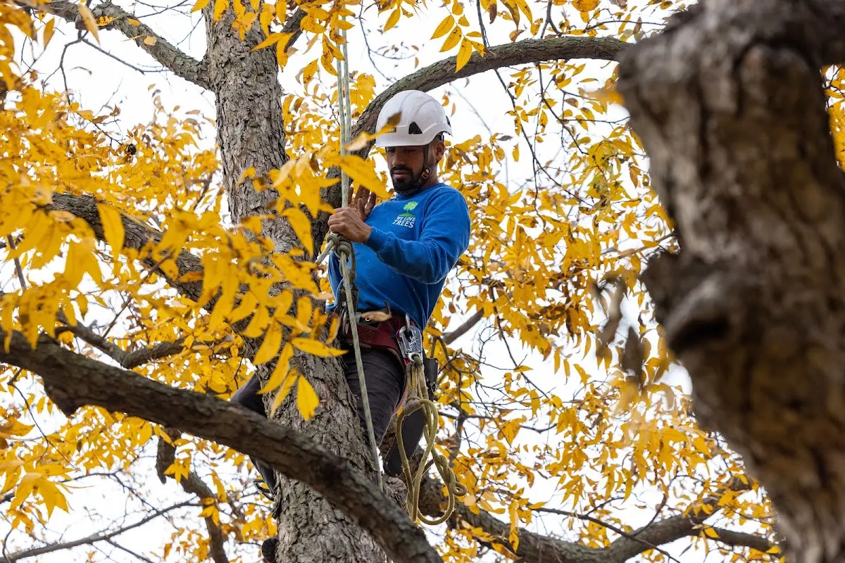 Skilled Storm Damage Cleanup crew working in Farrar